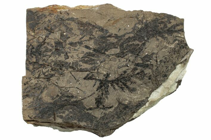 Conifer Fossil Plate - McAbee, BC #255574